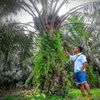 Sofyan_NF #017🌴🌴