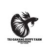 triganang_guppy_bwi