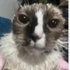miamiazoe