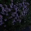 lily.iow