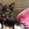 tara.lff