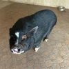 biggles.the.pig