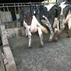 fynboss.dairy