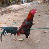 wilfredofloresg47