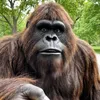 Big Foot Travels