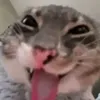 uskotenshsjah