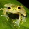 el.frog46