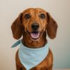 Funny Dach