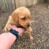 lab_retriever_puppies