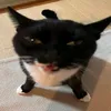 makskomy6