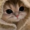 user52694019810232