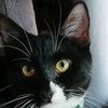 velmahonerthecat