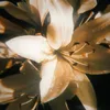 lilies.asmr7