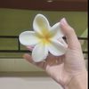 pojai268
