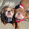 bulldogs.only