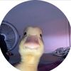 piqui677