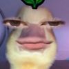 mrsheelll