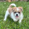 itz.tofu.tzu
