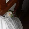 textorojo_sinsignificado