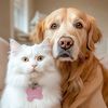 love dogs