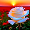 mr...hasib..0801