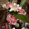 9lilium