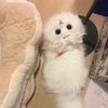 nebulacat1
