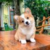 happy.animals85