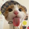 Meow Meow Love7