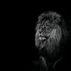 rahand.xailani
