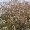 linhthanh1489