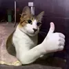 meaw_0120