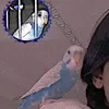 dlnaz_zebare09