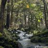 ijustlovetheforest