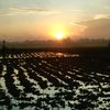 buaya_nakal.33
