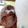 mew_mew616