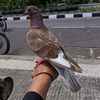 coklat.crew