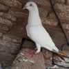 shorkot.pigeon.off