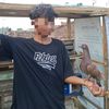 pulpul474