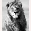 king.ks35