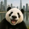 pandazceska