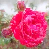 zhang.wen.xiu