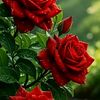 abeera.khan3823