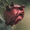 maha.hajo2