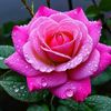 fatema.khatun597