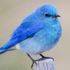blue.bird1324