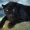 el.panter615