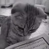 asel_8799
