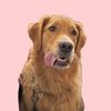 Grizzly the Golden