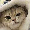 TailTales